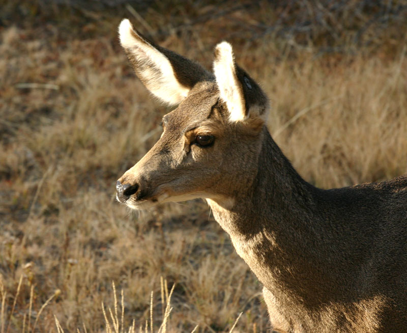 image from Elk & deer in RMNP