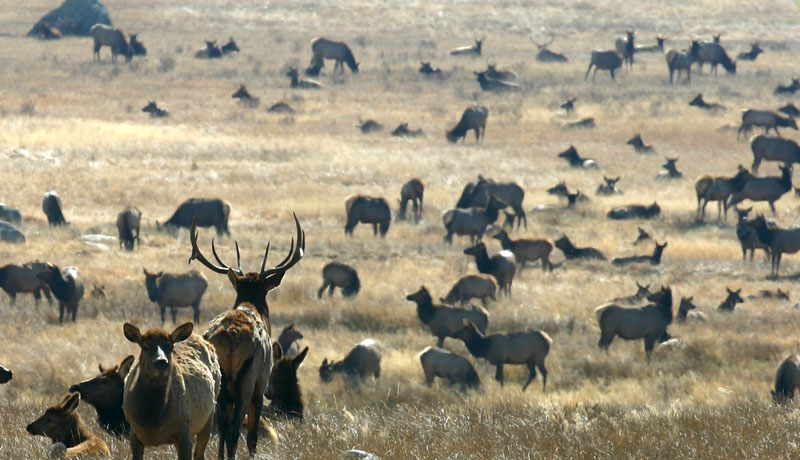 image from Elk & deer in RMNP