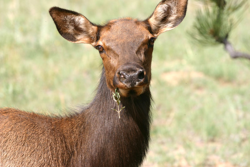 image from Elk & deer in RMNP