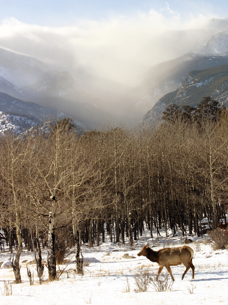 image from Elk & deer in RMNP