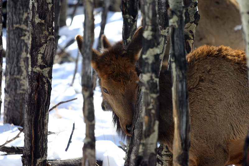 image from Elk & deer in RMNP