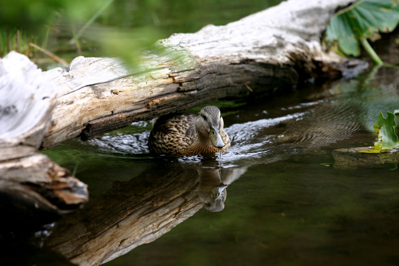 image from Nymph Lake Beauty