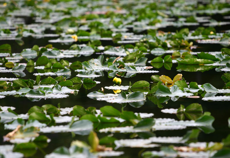 image from Nymph Lake Beauty